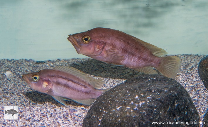Neolamprologus prochilus 'Kambwimba'